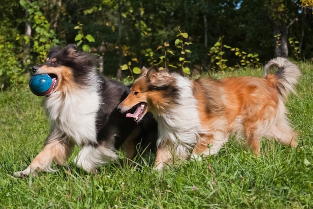 Two beautiful red collie dogs playing with a ball