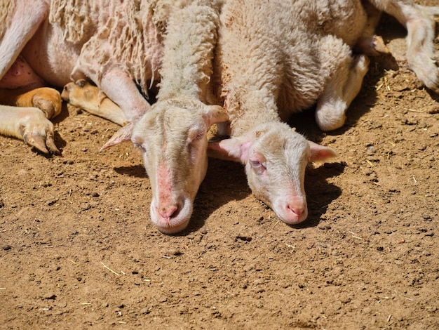 Two beautiful sheep on a farm