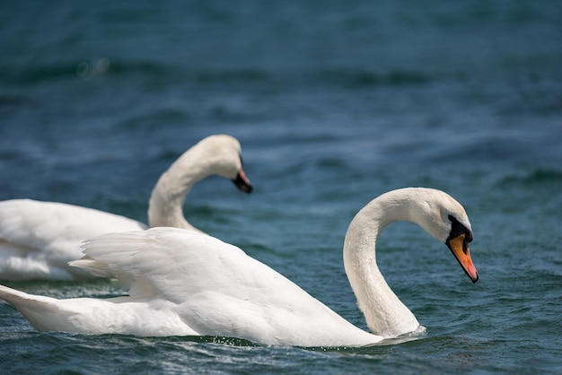 Two beautiful white swans float on the waves of the lake. Birds that know how to love. Beauty of nature. Close-up.