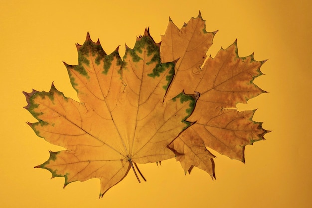 Two beautiful yellow dry fallen maple leaves on a yellow background, one maple leaf below the other, top view, close-up, copy space. Adult friendship concept