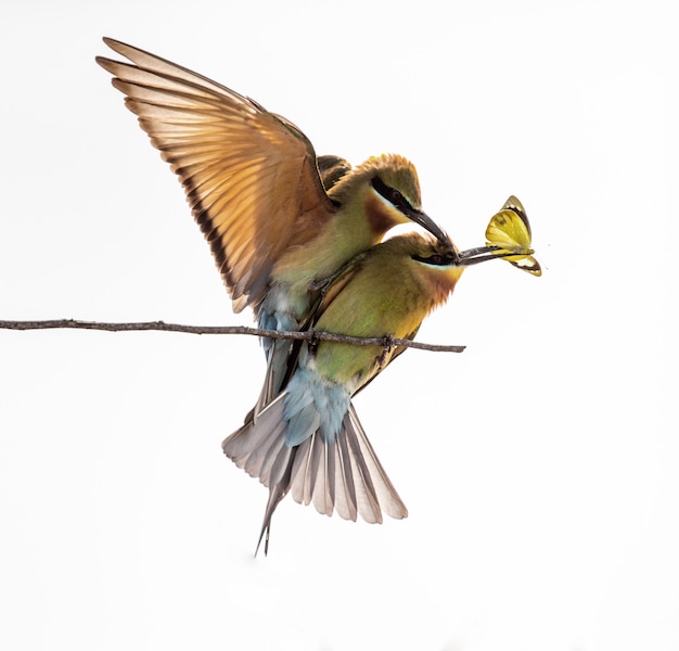 Two Bee-eaters on a twig Yala National Park