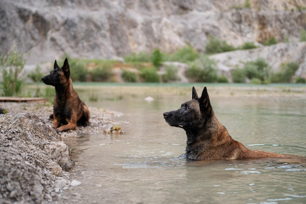 Two belgian malinois dog lying in the lake water