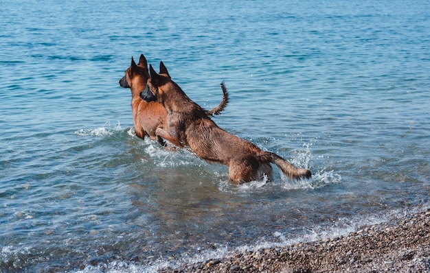 two Belgian shepherds play on the beach, two dogs on the beach, dogs swim and play in the ses