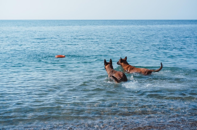 two Belgian shepherds play on the beach, two dogs on the beach, dogs swim and play in the ses