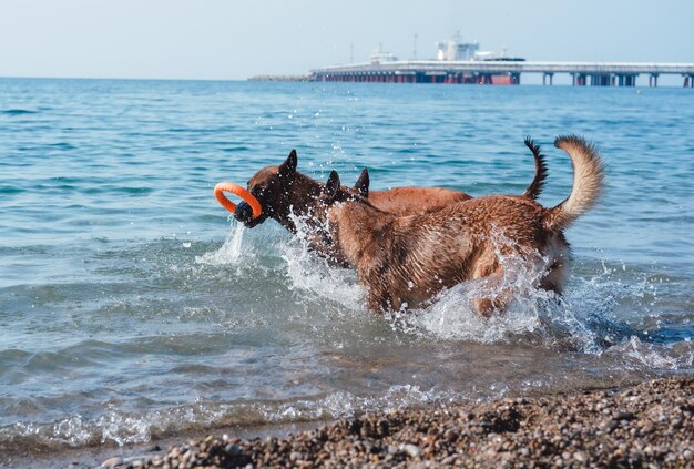 two Belgian shepherds play on the beach, two dogs on the beach, dogs swim and play in the ses