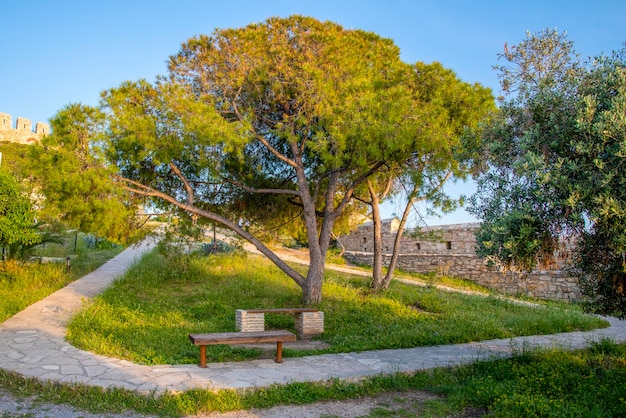 Two benches near a tree and a stone path