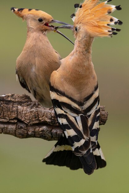 Photo two birds are perched on a branch one has a black beak