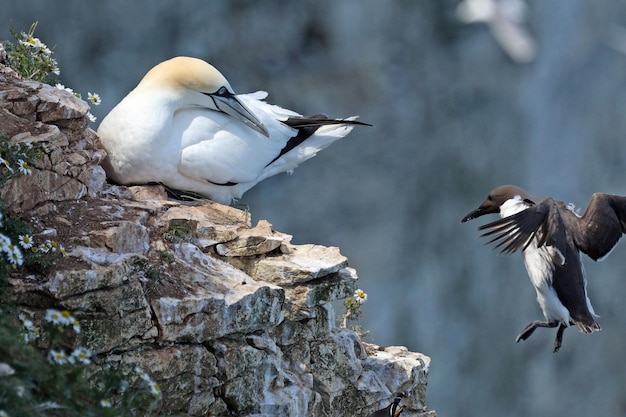 Two birds are on a tree stump one has a white head and the other has a white head