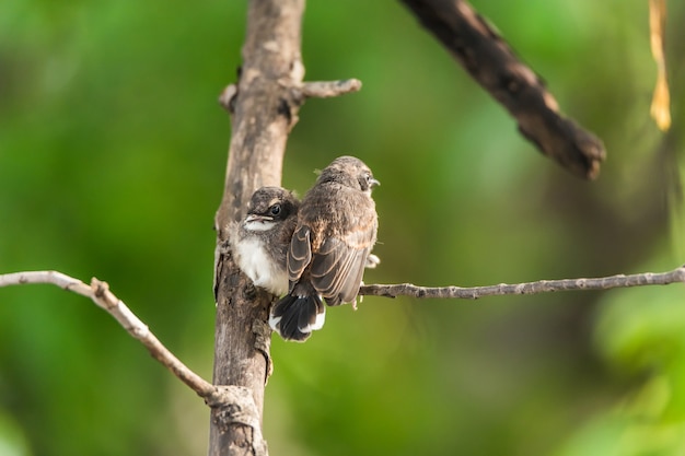 Two birds (Malaysian Pied Fantail) in nature wild