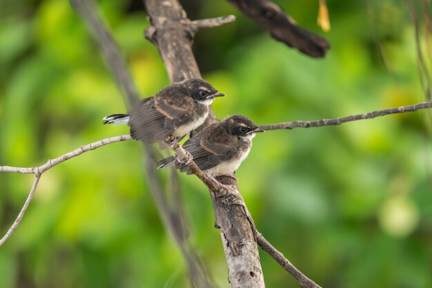 Two birds (Malaysian Pied Fantail) in nature wild