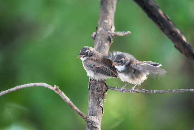 Two birds (Pied Fantail Flycatcher, Rhipidura javanica) black color