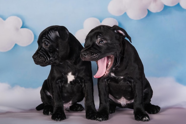 Two black male american staffordshire bull terrier dogs puppies on blue background