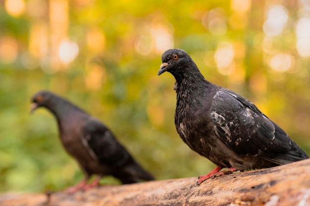 Two black pigeons are sitting on a log in the autumn forest on a sunny day