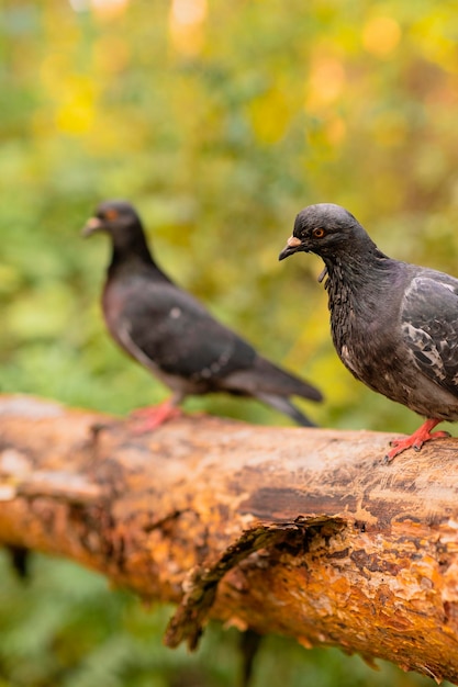 Two black pigeons are sitting on a log in the autumn forest on a sunny day