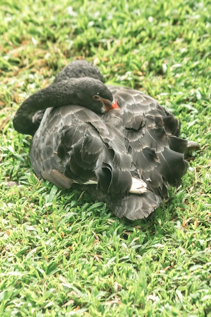 Two black swans on the lawn