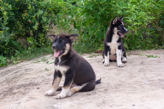 Two black and white puppies sit on concrete and look to the side their mouths open Shallow depth of field Focus on the far pup Horizontal