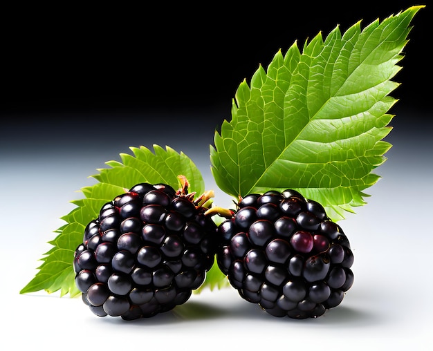 Two blackberry with leaf on white background