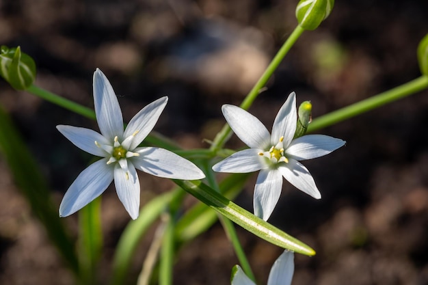 Two blooming ornithogalum umbellatum flowers on a summer sunny day macro photography