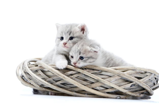 Two blue-eyed newborn fluffy kittens being curious and looking at side while playing in wr