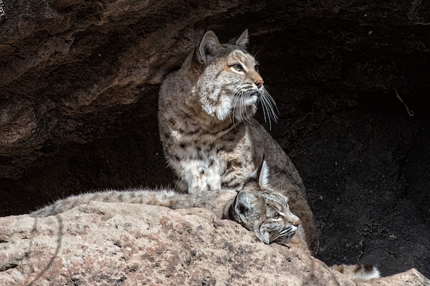 Two Bobcats on a Ledge, One Standing and One Lying Down