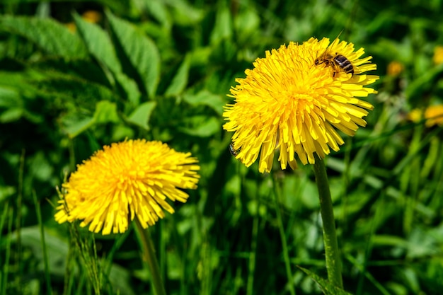 Two bright yellow dandelions lit by the summer sun among green grass