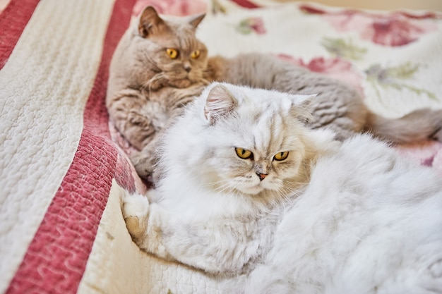 Two British cats, longhaired and shorthaired, are sitting on the bed.