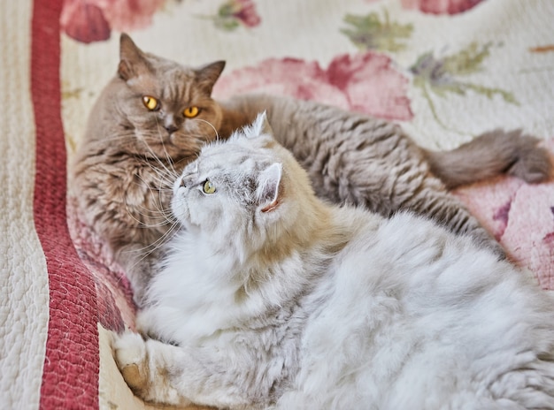 Two British cats, longhaired and shorthaired, look out the window on the bed.