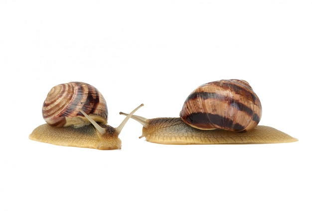 Two brown snails isolated on white background