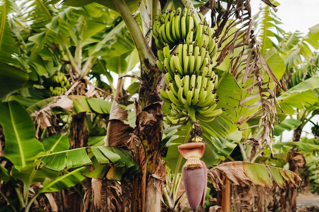 Two bunches of bananas growing on a tree on the plontage of the island of Mauritius