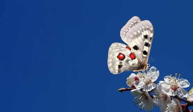 two butterflies are flying in the sky, one of them has red eyes.