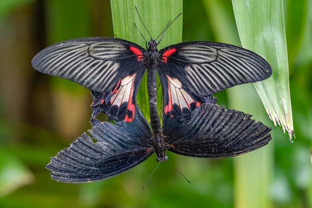 Photo two butterflies on a leaf, one of which is red and black.