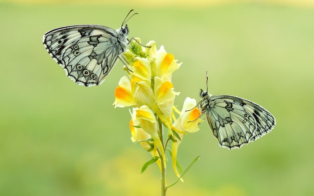 Two butterflies on a yellow flower