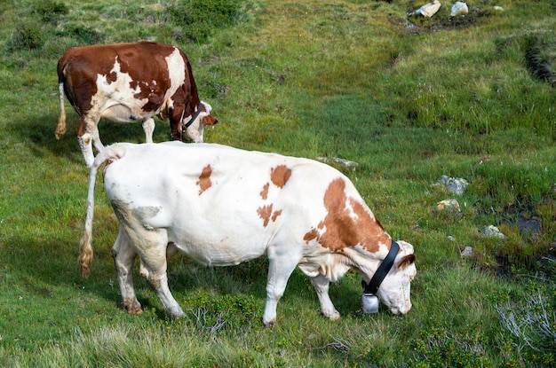 Two calm cows on pasture