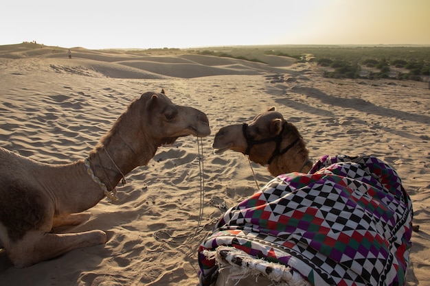 Two camel in love on the sand dune. Animals talking. Gossiping animals. Funny animals.