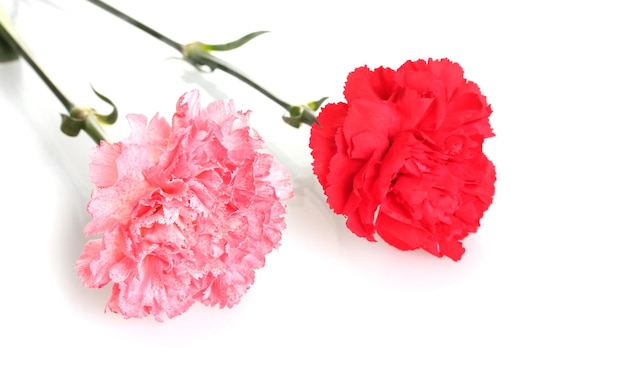 Two carnation isolated on white