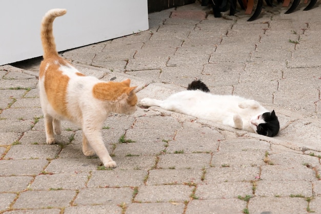 Two cats red with white and black with white on the pavement