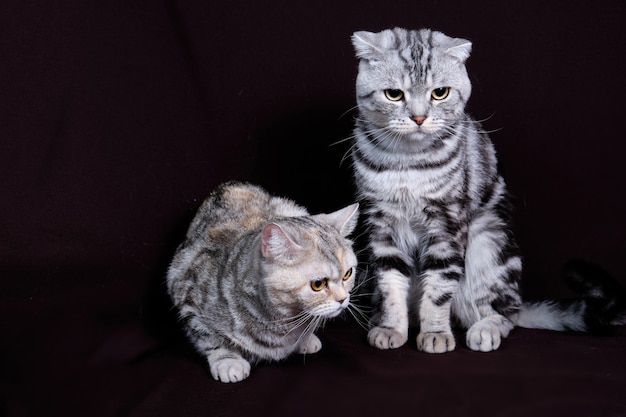 Two cats, Scottish fold marble on silver, Scottish straight, portrait on a dark background.