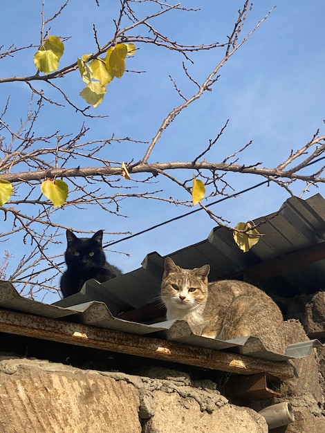 Two cats sit on top of the roof of a building