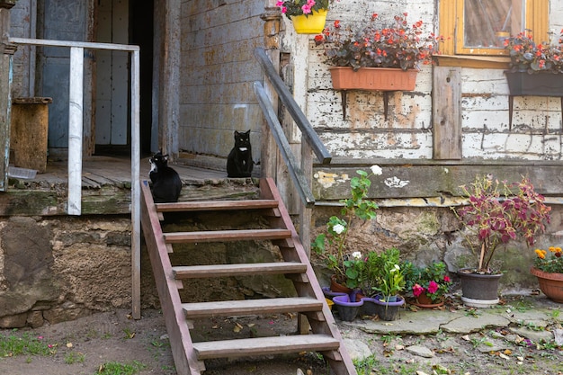 Two cats sit on wooden steps at the entrance of an ancient building with an open wooden door