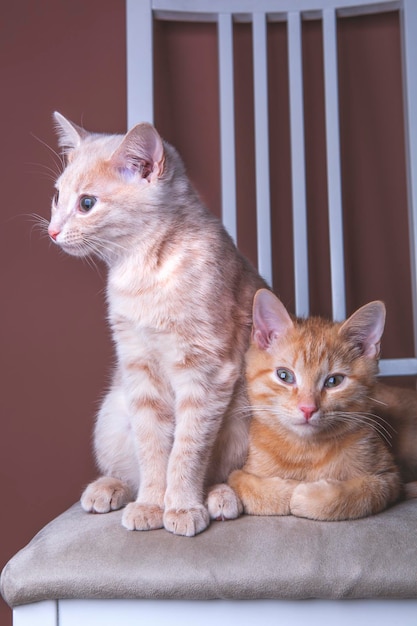 Two cats sitting on a chair