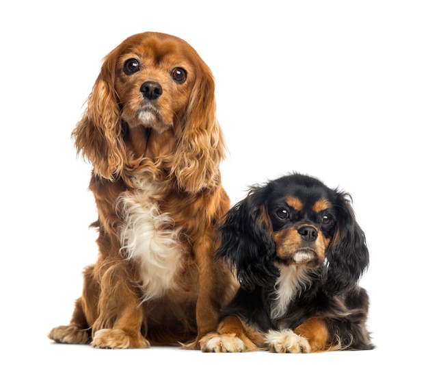 Two Cavalier King Charles Spaniel sitting and lying isolated on white