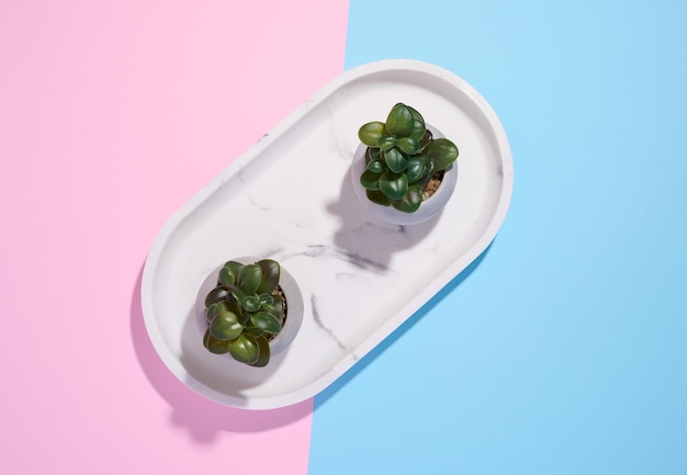 Two ceramic pots with plants on a pinkblue background top view