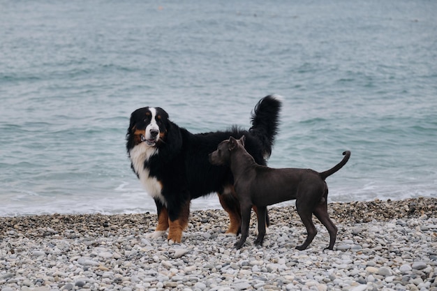 Two charming friendly family dog breeds in game Puppy of American pit bull terrier of blue color plays with large Bernese Mountain Dog on pebble beach on coast Get acquainted and smell each other