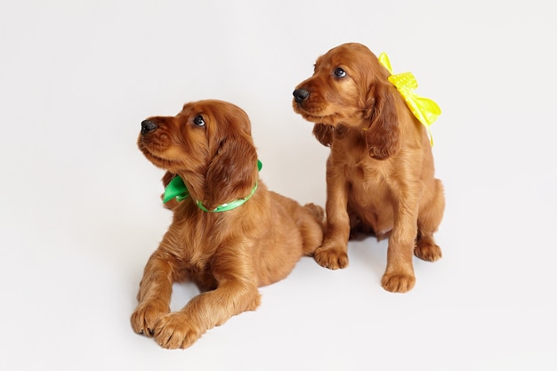 Two charming Irish setter puppy of brown color on a white background.