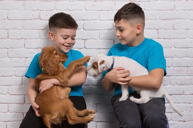 Two cheerful boys, sitting side by side, holding two puppies in their arms, one is a cocker spaniel, the other is a jack russell terrier, against the background of a white brick wall