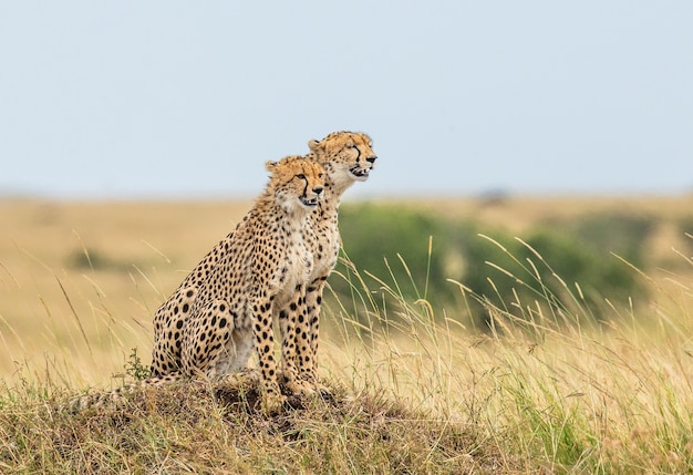 Two cheetahs on the hill in the savannah