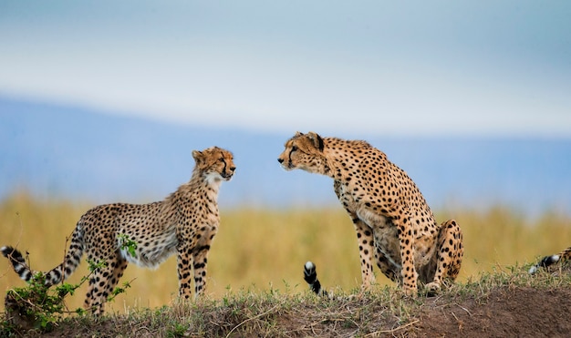 Two cheetahs on the hill in the savannah.