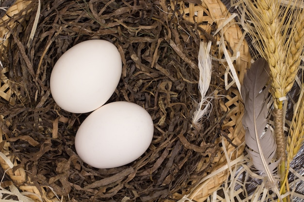 Two chicken eggs and two feathers in the nest