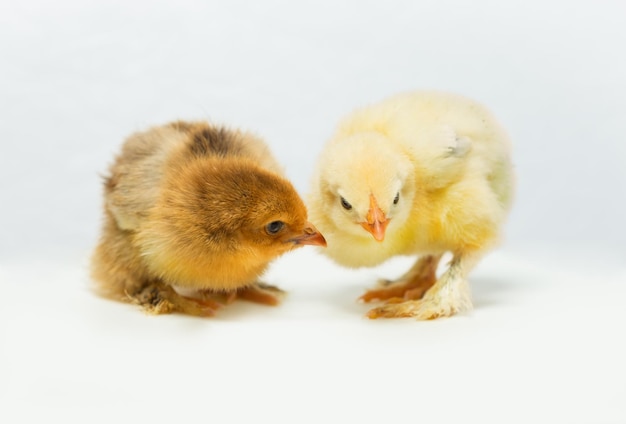 Two chickens on a white background