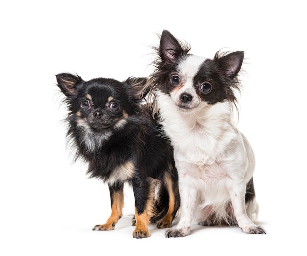 Two chihuahua together isolated on white